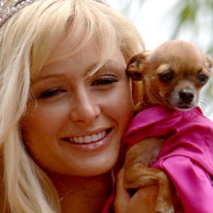 Paris Hilton Bids Farewell to Her Dog Tinkerbell - ZergNet
