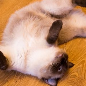 The Real Reason Cats Always Lie Their Backs to Greet You - ZergNet