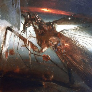 Researchers Discover Fully Preserved Ancient Predatory Cockroach