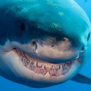 Something in the Ocean is Eating Great White Sharks