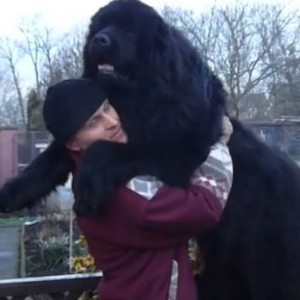 Enormous Newfoundland Gives The Best Hugs Ever