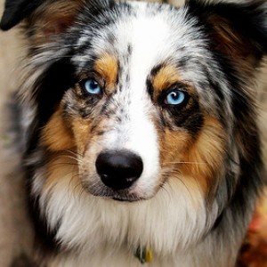 25 Longest-Living Dog Breeds - ZergNet