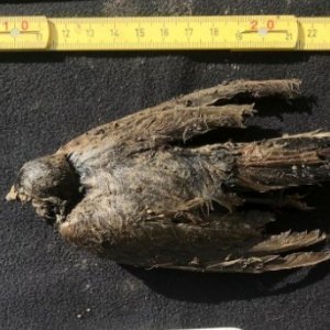 Researchers Discovered a 46,000-Year-Old Specimen in Permafrost