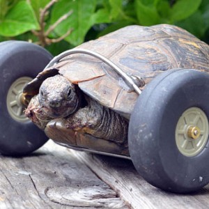 The 90 Year Old Tortoise That Is Faster Than Ever
