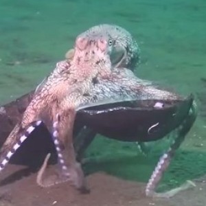 Octopus Behavior Makes Scientists Cry With Laughter