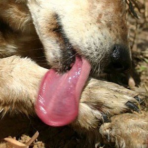 Why Dogs Always Chew Their Paws - ZergNet