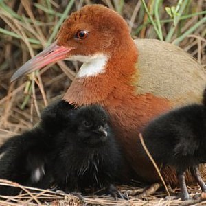 How This Extinct Bird Came Back From the Dead