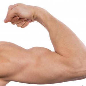 How Do Muscles Actually Get Bigger?