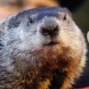 Here's What The Groundhog Predicts For This Winter - ZergNet