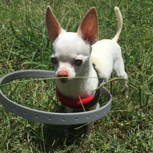 This DIY Project Is A Life Saver For This Blind Dog - ZergNet