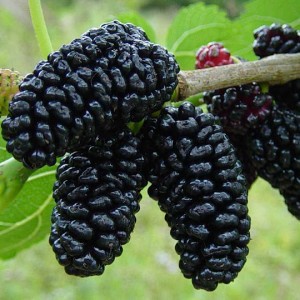 How To Make The Most Of Mulberries