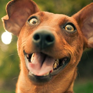 Science Unlocks Why Dogs Are So Happy To See You