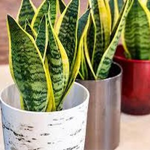 5 Common Snake Plant Diseases & Pests