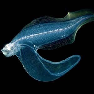 Scientists Find Never Before Seen Creatures Deep in the Ocean