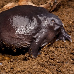 23 Wonderfully Strange Animals Who Might Be Extinct Soon