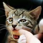 Why Your Cat Sometimes Bite During Cuddle Time