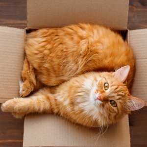 This Is Why Cats Love To Curl Up In Such Small Spaces