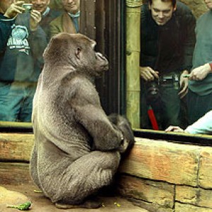 Watch This Bullied Gorilla Teach Everyone A Lesson