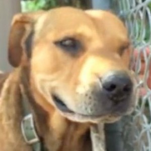 Dog Chained Up For A Decade Has Adorable Reaction To Freedom