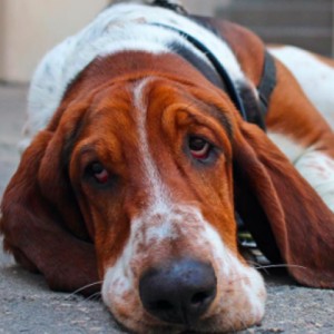 15 Things You Do That Breaks Your Dogs Heart