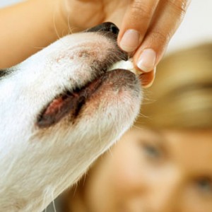 The 4 Biggest Health Mistakes Dog Owners Make