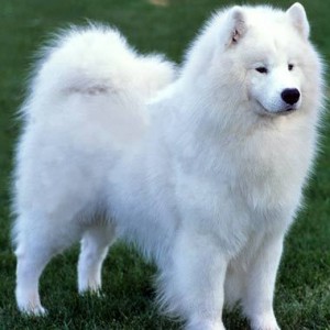 10 Most Expensive Purebred Dogs Money Can Buy