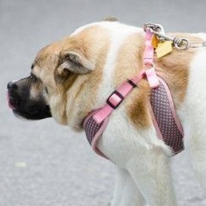 8 Inspiring Dogs Living with Birth Defects