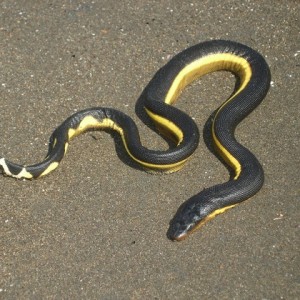 Highly Venomous Sea Snake Spotted For First Time In 30 Years - ZergNet