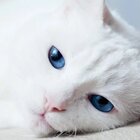 Why Cats Purr And Other Feline Facts