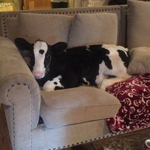 Cow Wants To Be A Dog So Bad