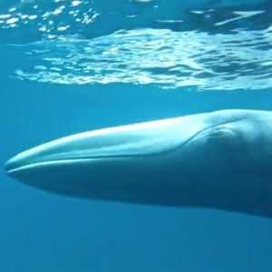 See The First-Ever Video Of The World's Rarest Whale In The Wild