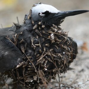 This Tree Lures And Kills Birds For No Good Reason