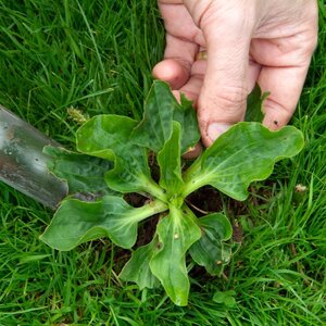 30 Common Garden Weeds & How To Identify Them