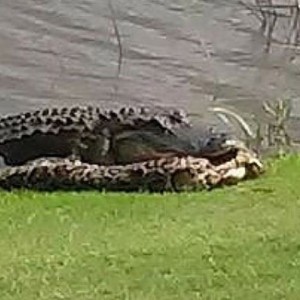 Alligator Battles Python On Florida Golf Course - ZergNet