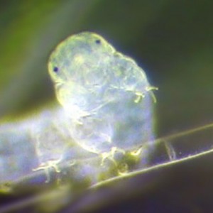 Animal That Survives in Space Has Weird DNA