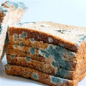 Why You Should Be Careful Before Eating Anything With Mold