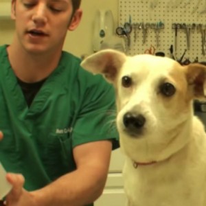 You’ll Never Believe What This Vet Found Inside This Stray Dog