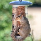 The 7 Best Ways To Keep Squirrels Out Of Your Bird Feeder