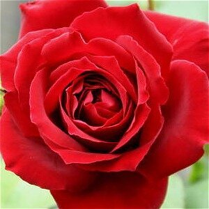 These Roses Are So Easy To Grow Anyone Can Do It