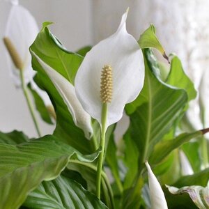 Plants That Can Totally Thrive In Rooms Without Any Sunlight