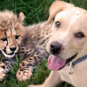 The Most Amazing Animal Friendships We've Witnessed