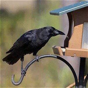 Outsmart Pesky Crows & Keep Your Bird Feeder Full With One Trick
