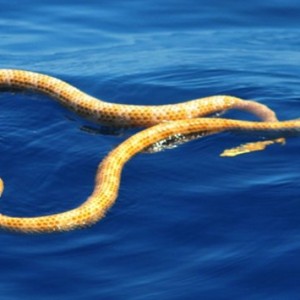 Sea Snakes Thought to Be Extinct Spotted Off Australian Coast