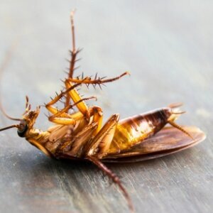 Almost Every House Has This Ingredient That Banishes Roaches