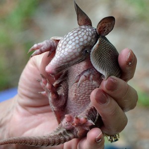 Do Armadillos Make Good Pets?