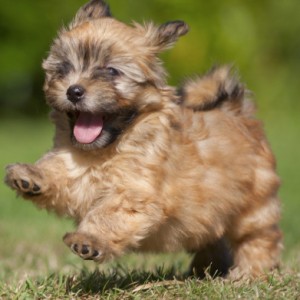 20 Small Dog Breeds That Are The Cutest On The Planet