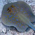 Hawaii's Gorgeous Destination Is Hiding A Dangerous Creature
