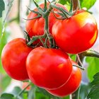 The Worst Plants To Grow Next To Tomatoes
