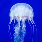 This Stunning Jellyfish Is Insanely Venomous