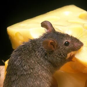 Your Pantry Holds The Key To Your Annoying Mouse Problem